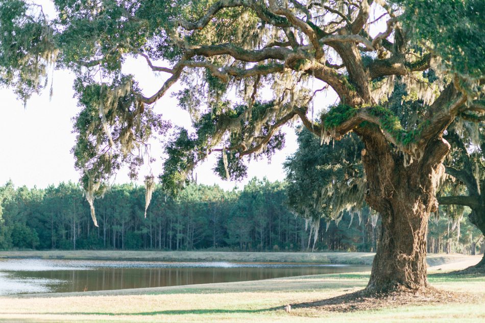 beautiful outdoor charleston wedding venue with oak tree overlooking a pond 