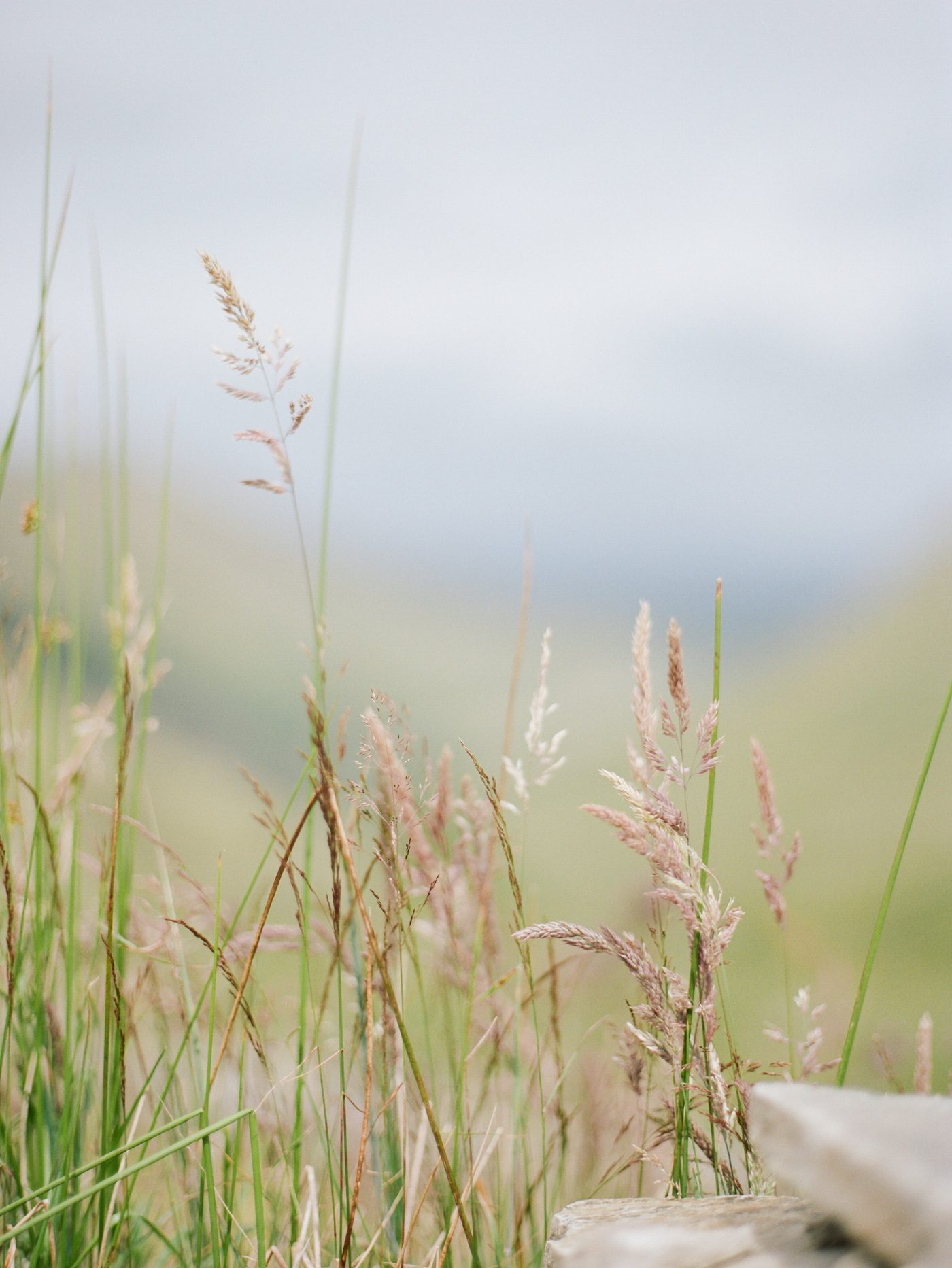 tall grass