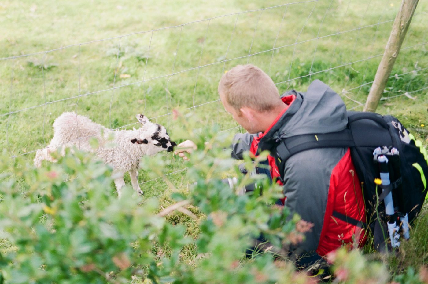 Feeding a lamb through a fence in Ireland 