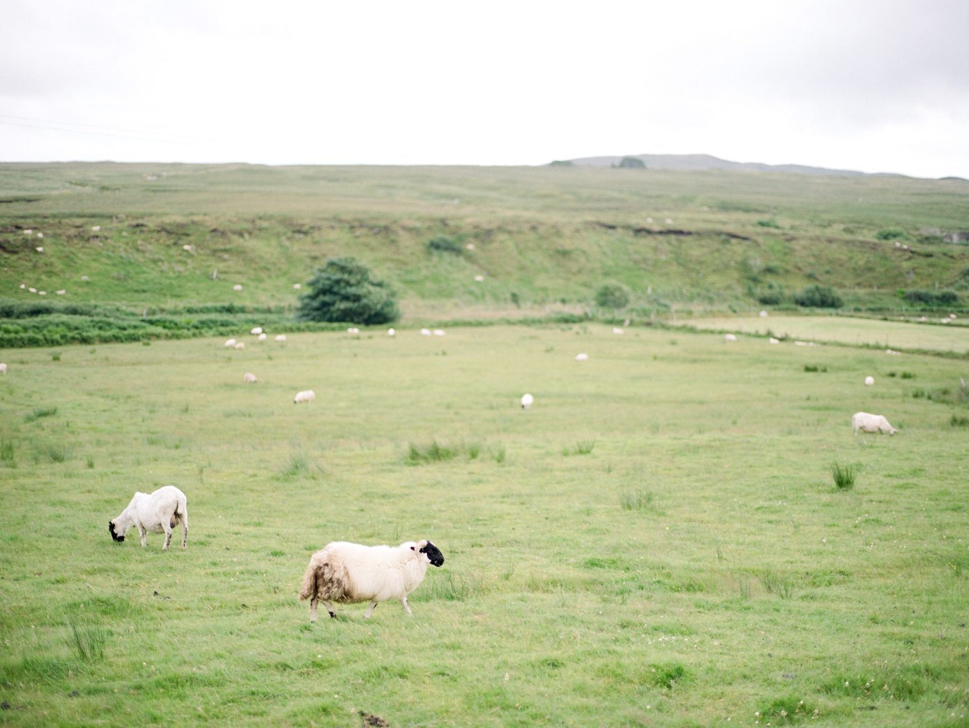 Sheep grazing in Ireland