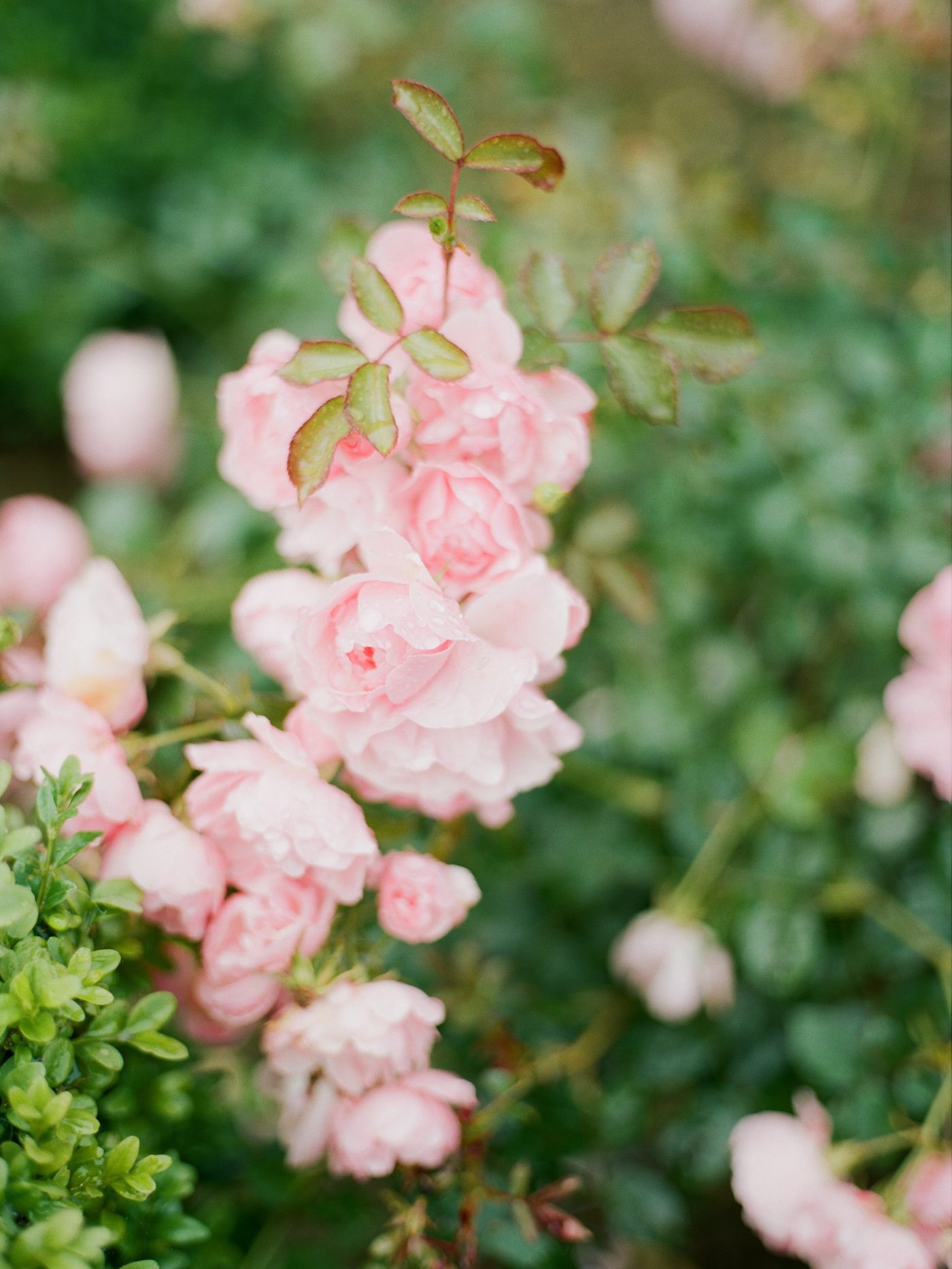 Pink roses