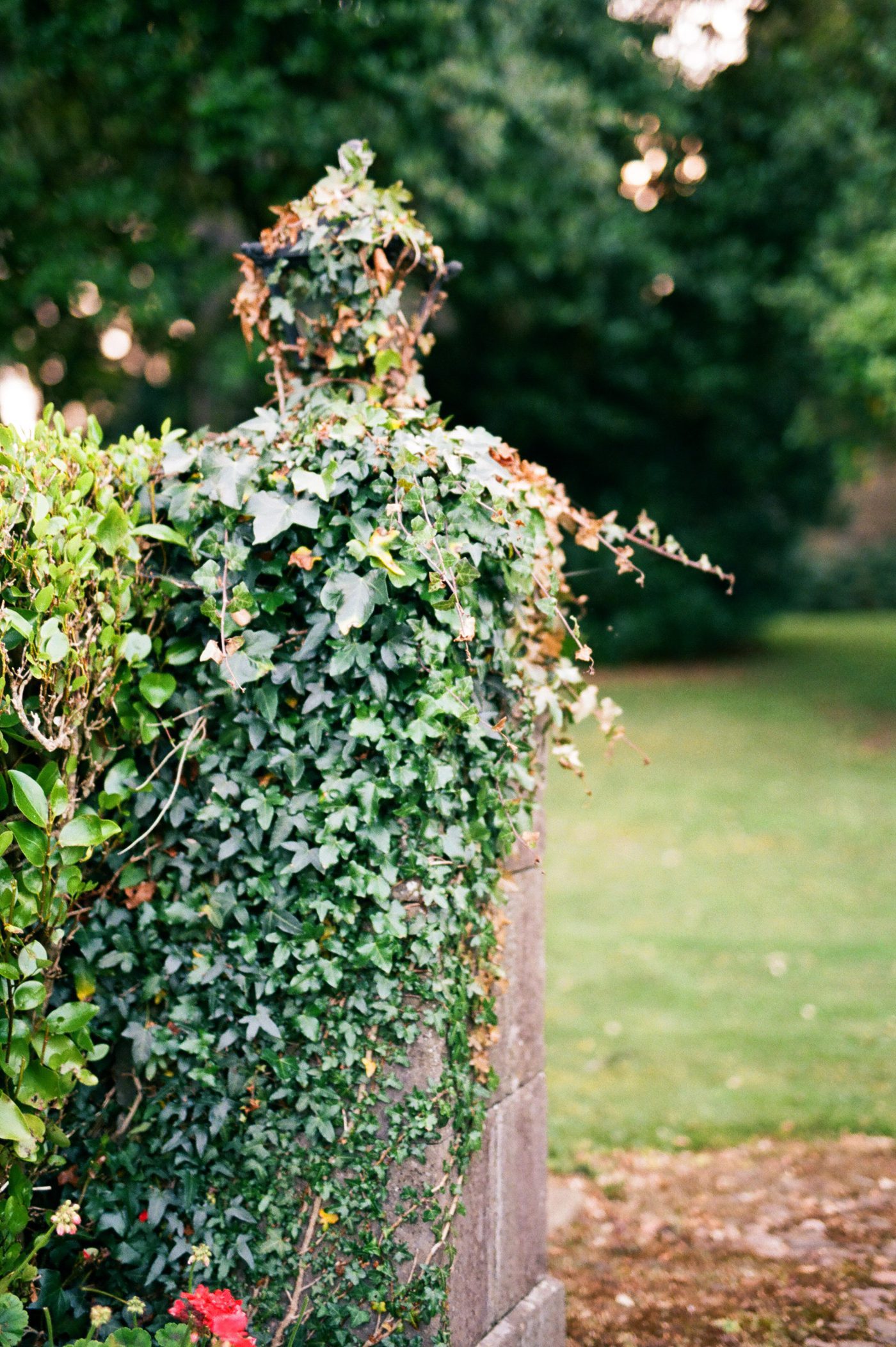 Ivy covered lamp post