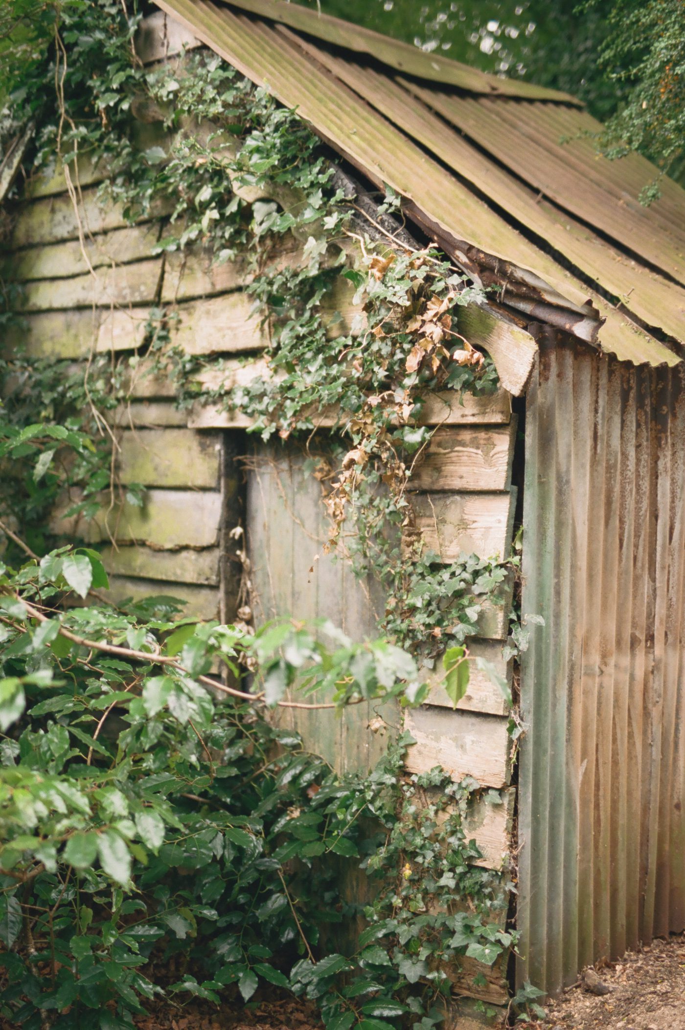 Old shed covered in ivy