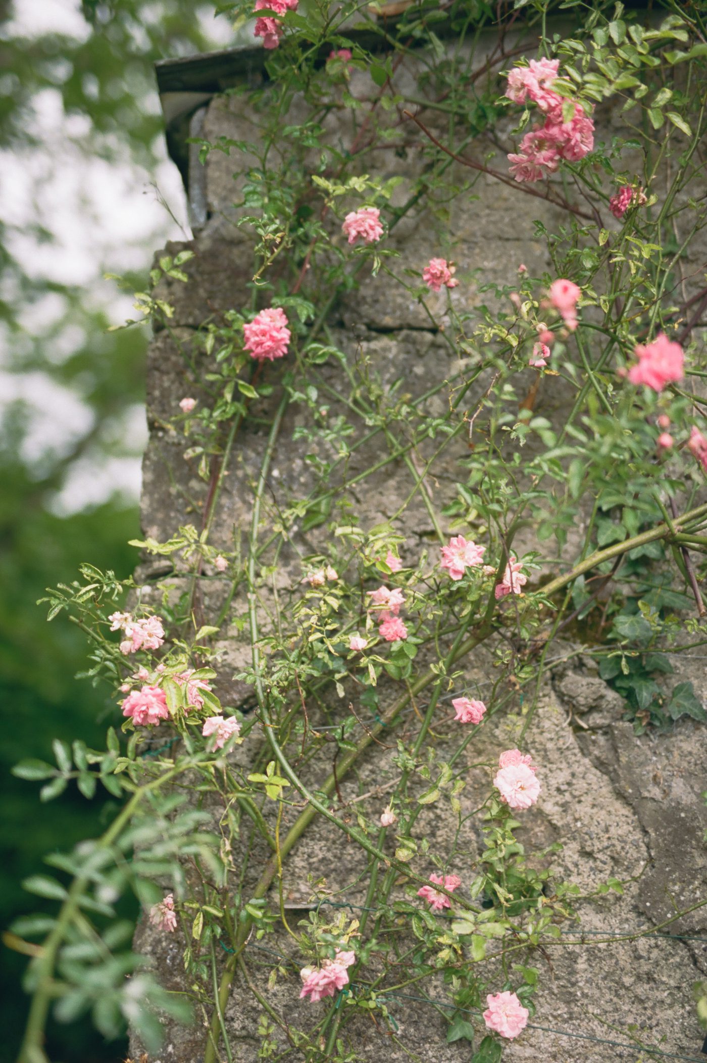 Garden wedding in Ireland 