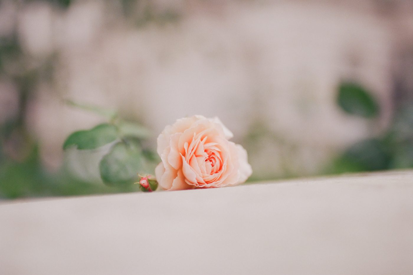 Wild rose in Ireland 