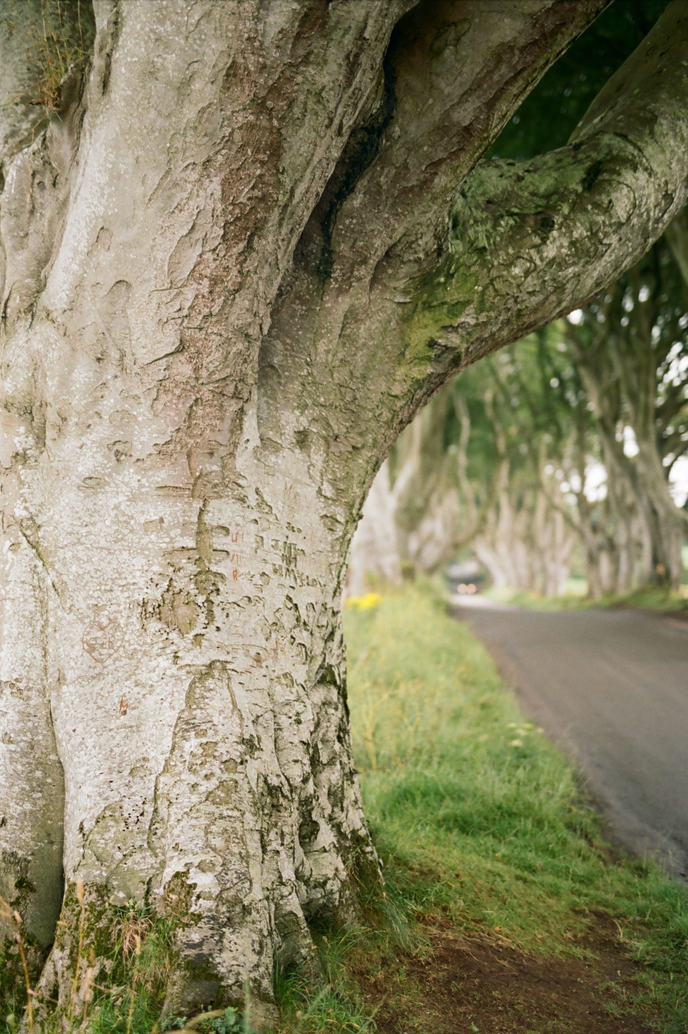 Game of Thrones the Dark Hedges pic