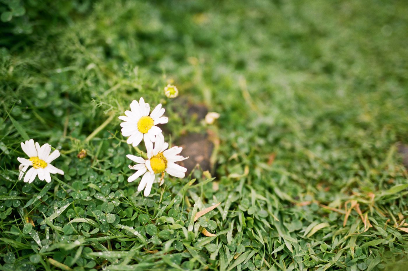 Clovers and daisies