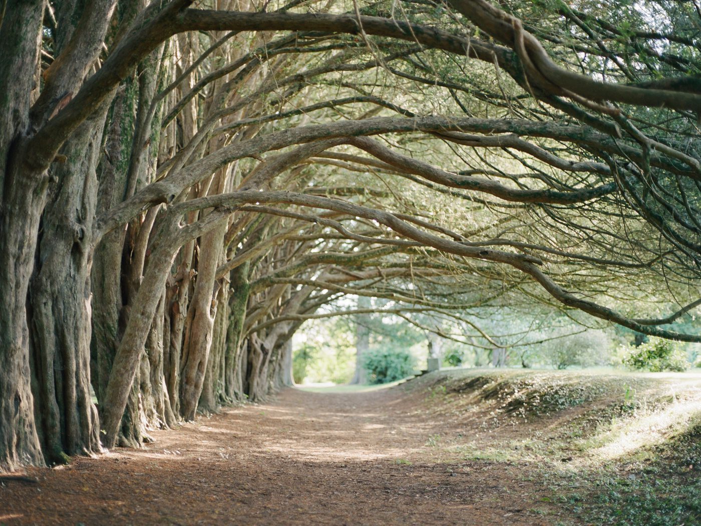 Historic yew trees at Huntington Castle in Ireland 