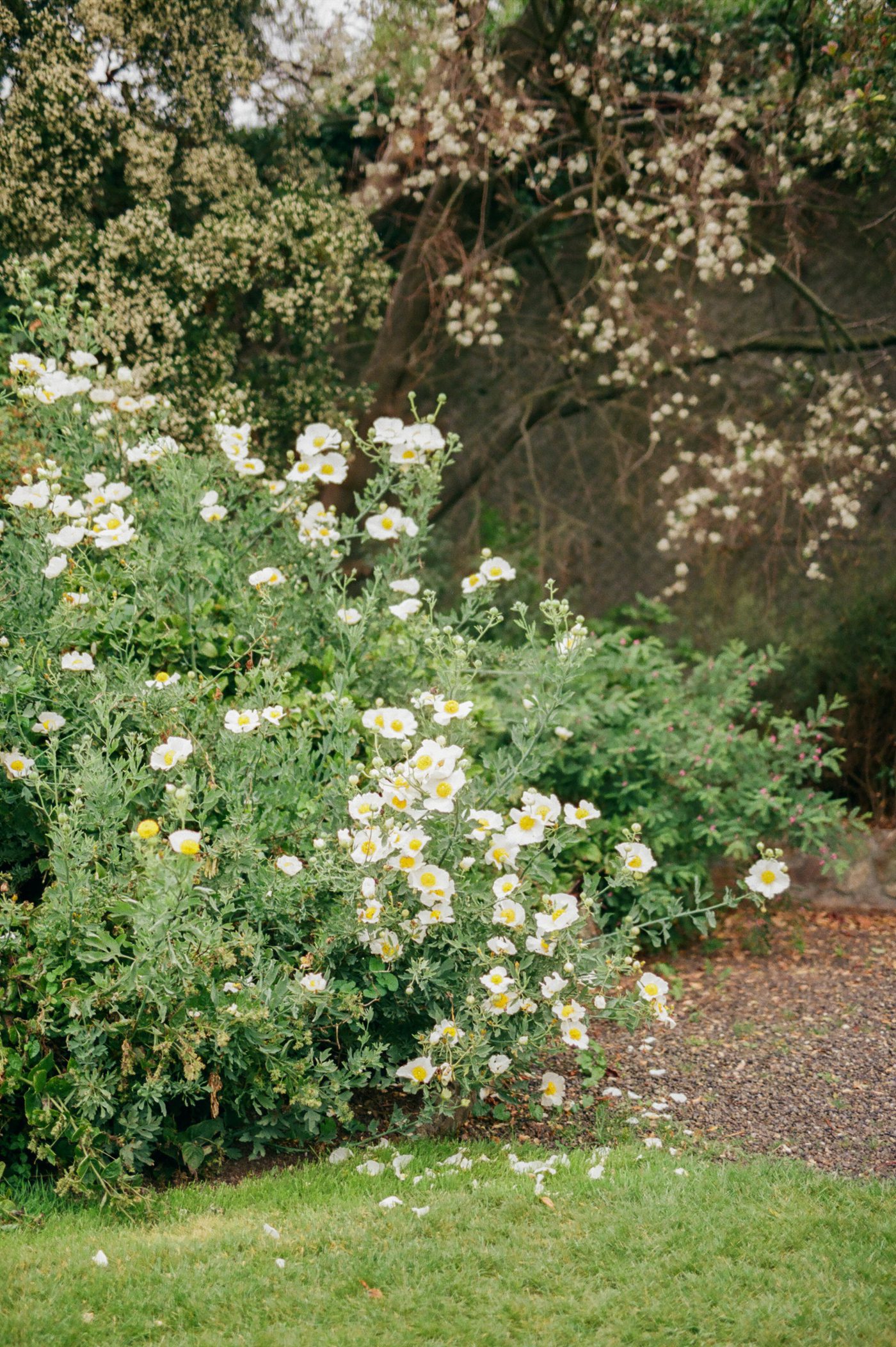 White flowers in Ireland 