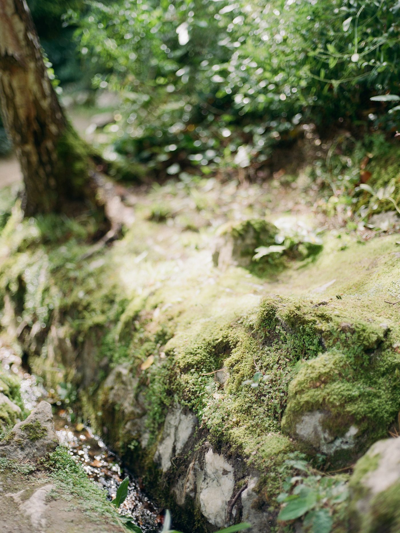 Fairytale Ireland garden picture