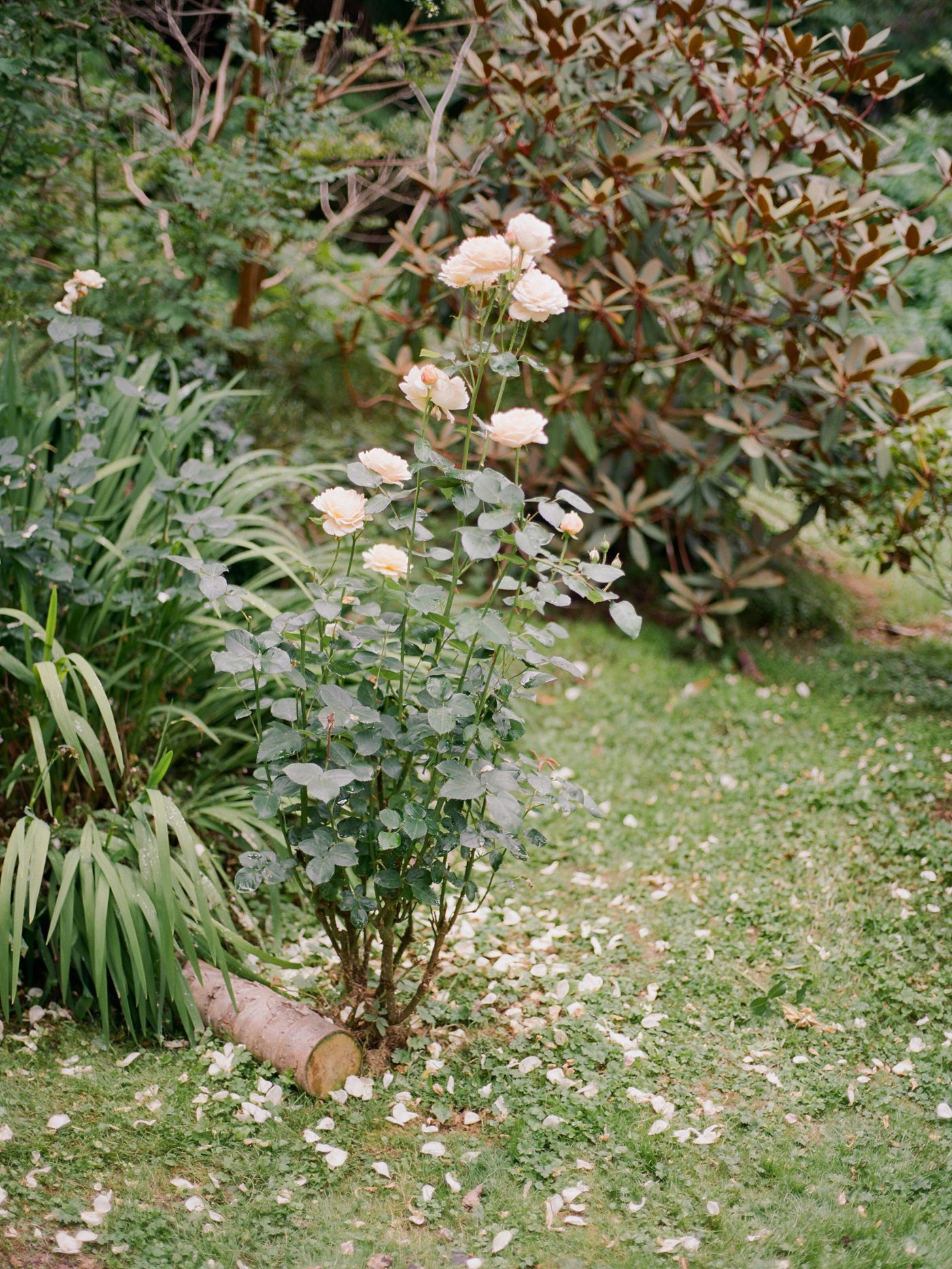 Rose bush in Ireland 