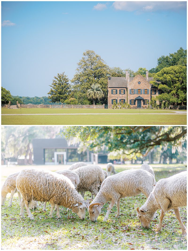 sheep grazing at middleton place