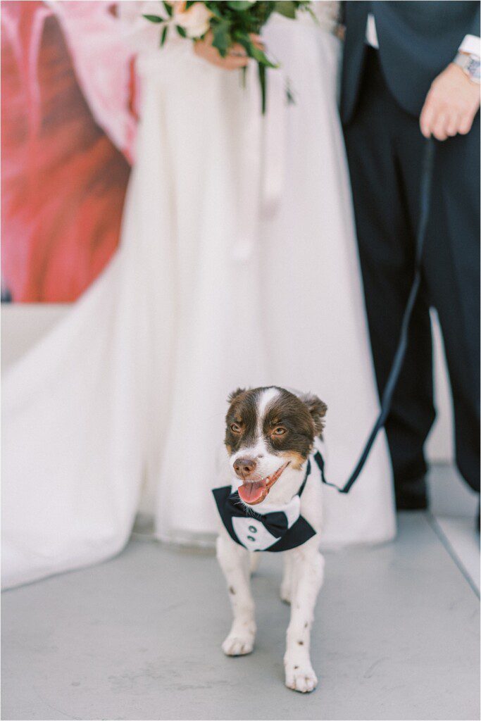 adorable dog wearing a tux at Charlotte NC wedding