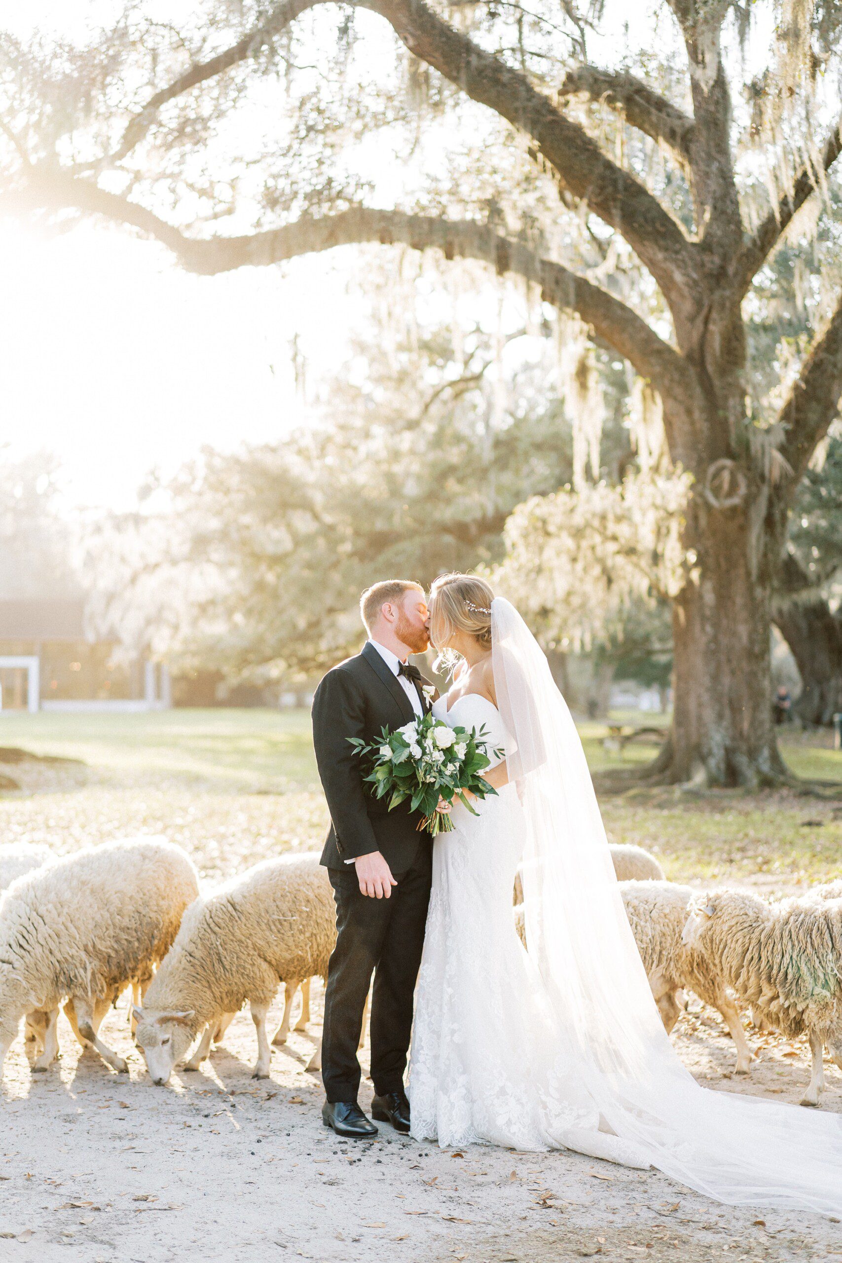 Sheep in Wedding Dress